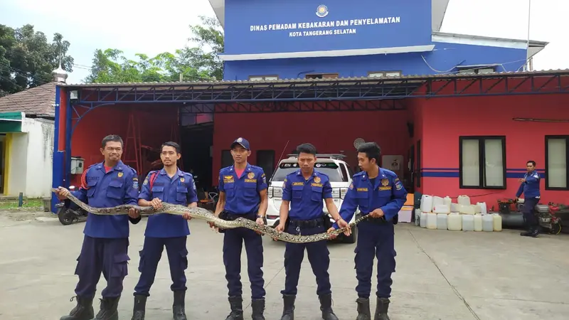 Dua ekor ular sanca berukuran 3 dan 4 meter yang diduga melilit seorang remaja hingga tewas sepekan lalu, di Serpong, Kota Tangerang Selatan, berhasil ditangkap