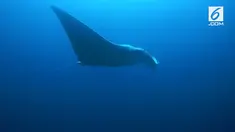 Surga kecil itu bernama Raja Ampat di Papua Barat, salah satu destinasi wisata berkelas dunia. 