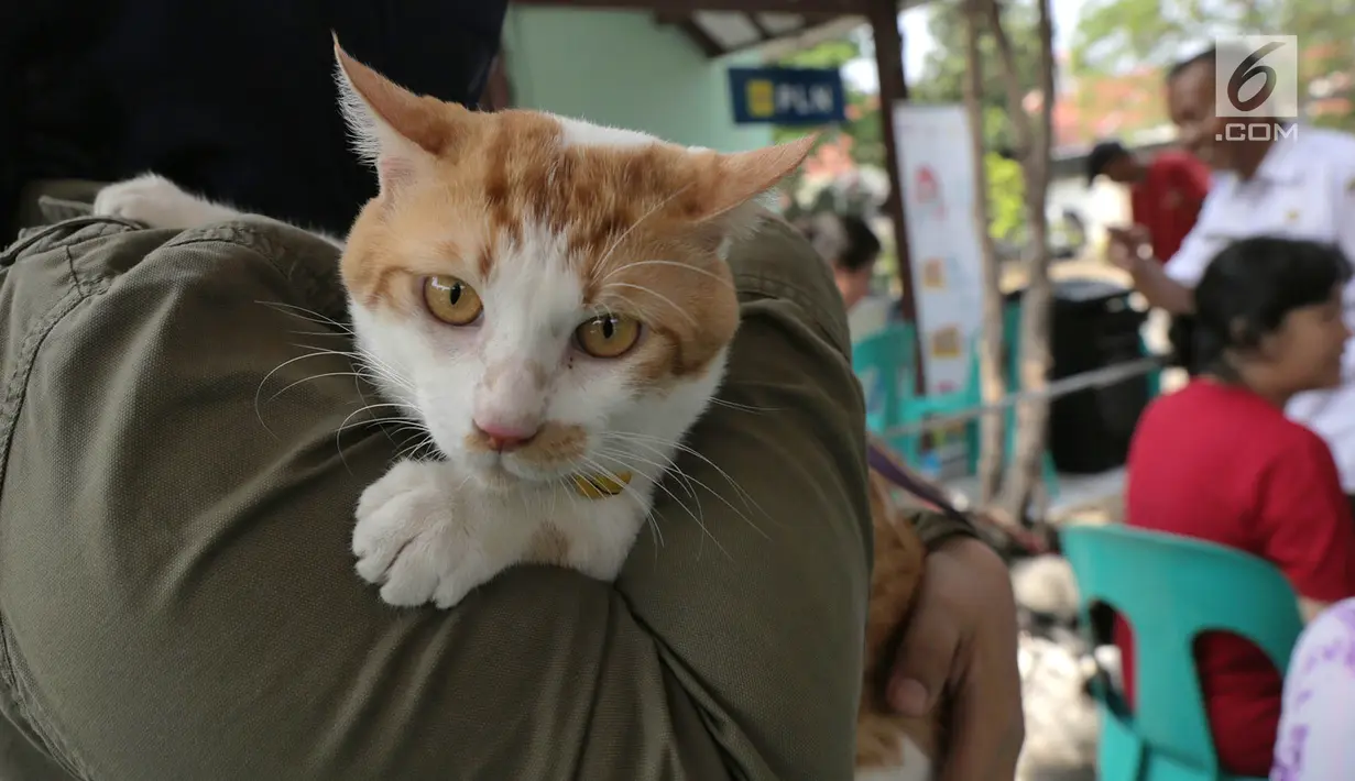 Petugas menyuntikkan vaksin rabies kepada kucing di perumahan Jakarta Timur, Rabu (3/10). Vaksinasi rabies ini gratis bagi warga yang mempunyai hewan peliharaan. (Merdeka.com/Imam Buhori)