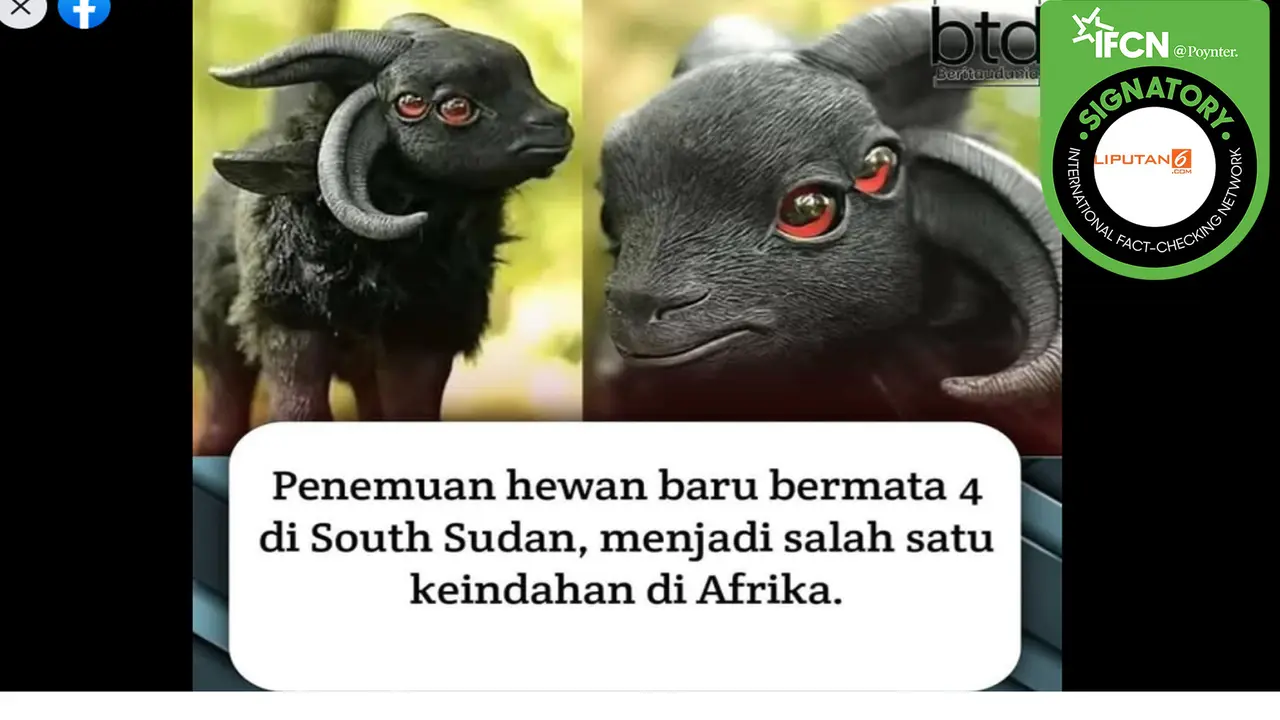 Hoaks kambing bermata empat
