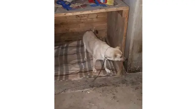 Perjuangan Anjing yang Terkena Tembakan Hingga 17 Kali Ini Bikin Haru
