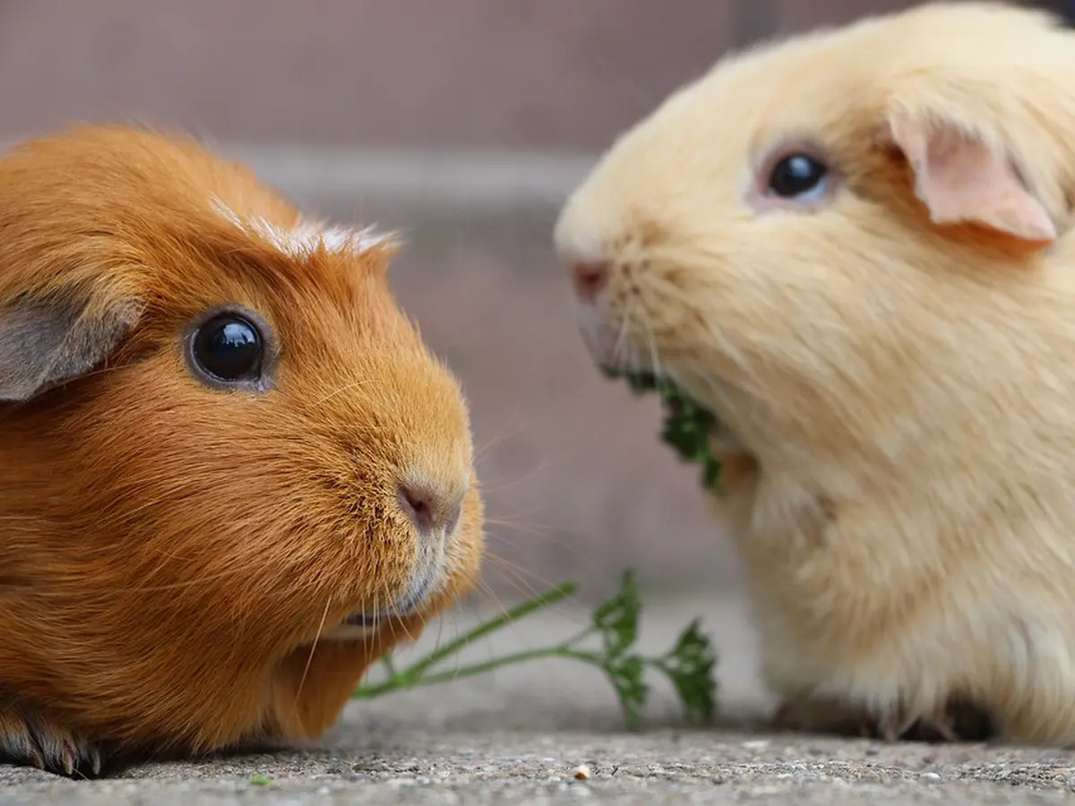 Makanan guinea pig deals