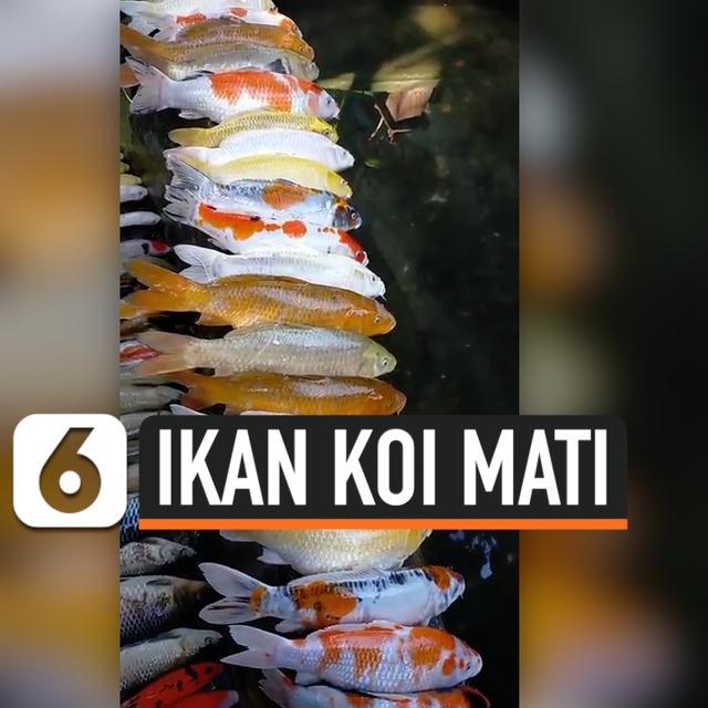 sang pemilik lalai ratusan ikan koi