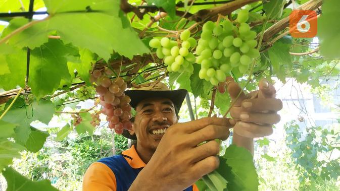 Sukses mengembangkan buah anggur, Muhtasim berharap jejak keberhasilannya diikuti warga lainnya sehingga bisa membuat Bontang menjadi kota anggur.