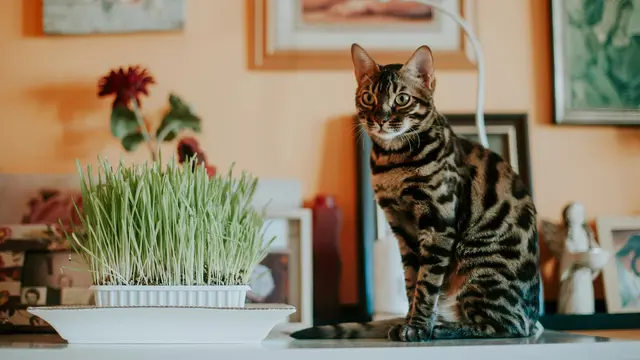 Bengal Cat