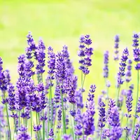 Ilustrasi Lavender (Source: Pixabay/Hans)
