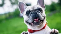 Ten best small dog breeds for family. (Photo: Pixabay/Pexels)