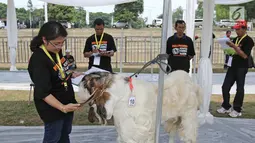 Juri saat menilai kontes ternak kambing kaligesing dalam acara Jambore Peternakan Nasional 2017 di Buperta Cibubur, Jakarta, Sabtu (23/9). Kontes ternak kambing kaligesing memperebutkan piala Presiden. (Liputan6.com/Herman Zakharia)