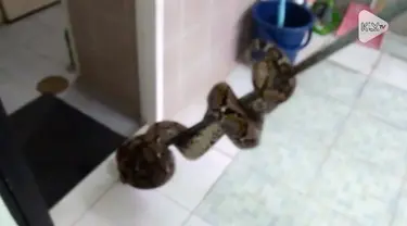 Kejadian menakutkan terjadi di Thailand. Seorang pria digigit ular piton di bagian alat kelamin.