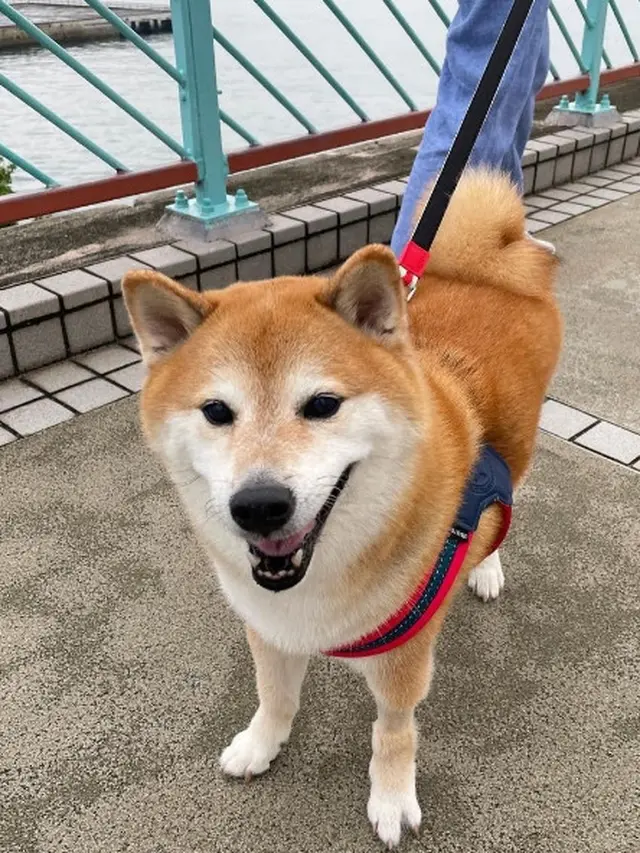 Anjing Shiba Inu Balltze yang Viral Jadi Meme Mati karena Kanker, Warganet Berduka