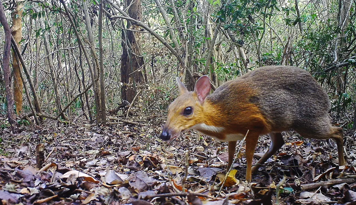 Chevrotain berpunggung perak terekam pada 19 Mei 2018 di hutan wilayah Vietnam. 'Tikus-Rusa'  pertama kali diketahui pada awal abad ke-20. kemudian kembali muncul pada 1990. (Global Wildlife Conservation/Southern Institute of Ecology/Leibniz Institute for Zoo and Wildlife Research/NCNP/AFP)