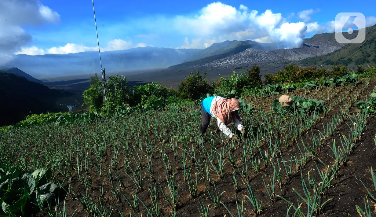 Sebagian besar masyarakat suku Tengger hidup berkelompok dekat lahan pertanian. Mata pencaharian mereka adalah bertani. (merdeka.com/Arie Basuki)