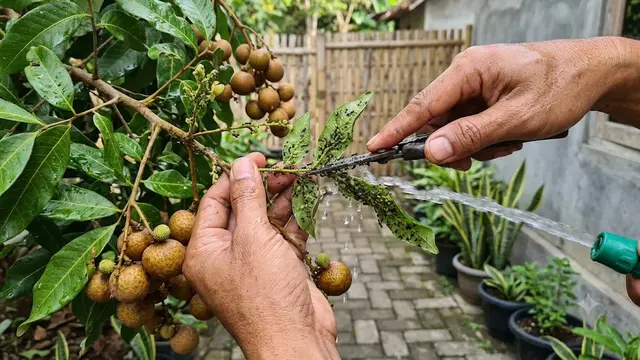 Mengusir Semut dari Tanaman Buah