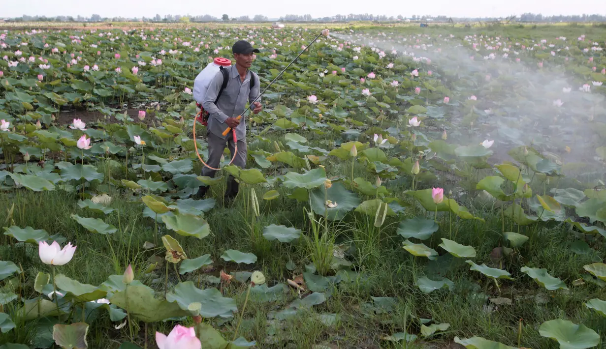 Sriev Kry, korban perbudakan menyemprotkan pestisida pada pohon teratai di provinsi Koh Thom, Kamboja, 25 April 2017. Sriev Kry berusaha untuk kembali bersawah dan menanam bunga teratai bersama istrinya. (AP Photo/Heng Sinith)