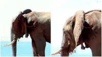 Top 3: Gajah Tertembak 'Mengadu' Kepada Manusia