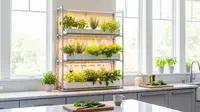 7 Konsep Kitchen Garden di Rumah Mungil Modern, Solusi Hijau Dapur Minimalis