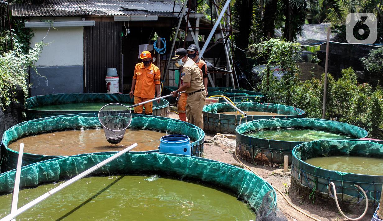 Petugas PPSU Kelurahan Grogol Utara melakukan budidaya ikan lele dan nila dengan sistem bioflok di Kebayoran Lama, Jakarta Selatan, Kamis (27/1/2022). Bioflok adalah salah satu teknologi budidaya ikan dengan rekayasa lingkungan yang mengandalkan pasokan oksigen. (Liputan6.com/Johan Tallo)
