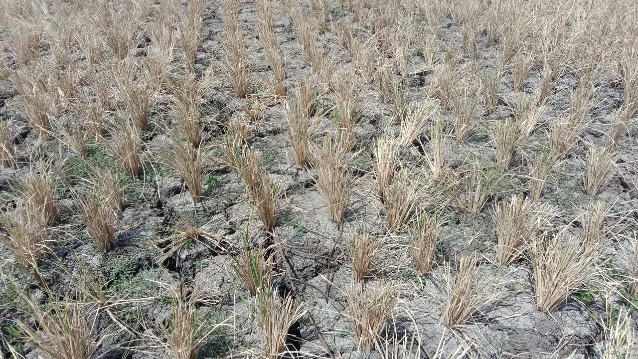 Sawah kering