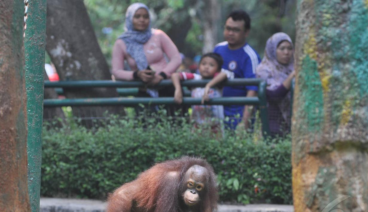 Warga melihat satwa orang utan di Taman Margasatwa Ragunan (TMR), Jakarta, Kamis (25/12/2014). (Liputan6.com/Miftahul Hayat)