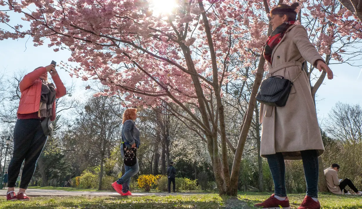 Orang-orang berpose di bawah pohon sakura Jepang yang mekar di Stadtpark, Wina, Austria (22/3). (AFP Photo/Joe Klamar)