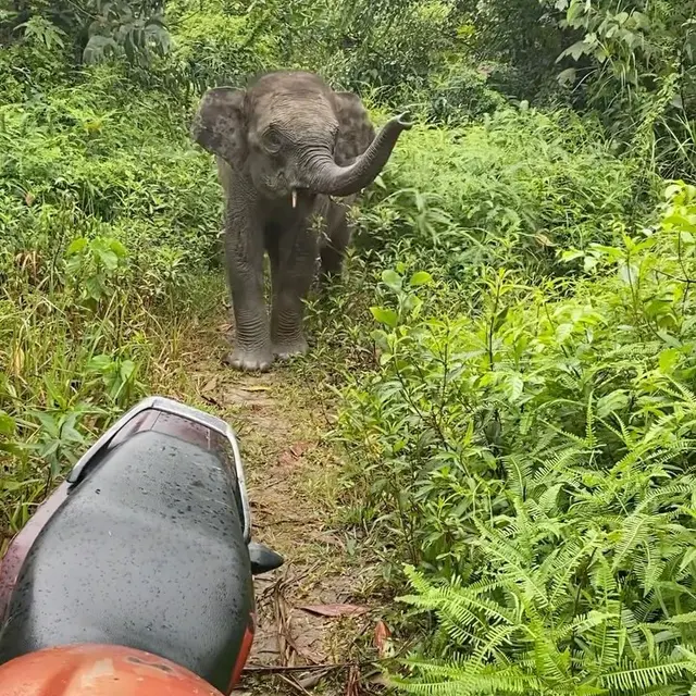 Gajah Domang