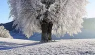  The Mirror)
