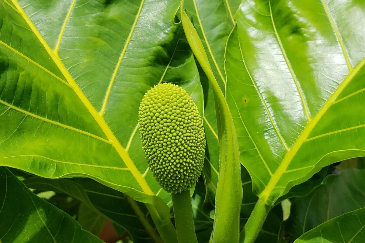 daun sukun