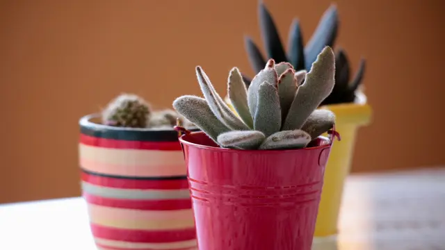 Cara Merawat Sukulen