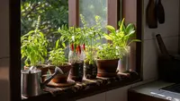 Konsep Kebun Sayur Rumahan Estetik untuk Ibu Rumah Tangga