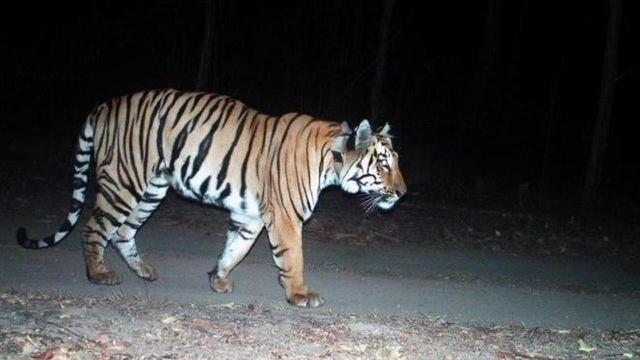 Seekor harimau telah menempuh jarak 1.300 km (807 mil) dalam lima bulan.