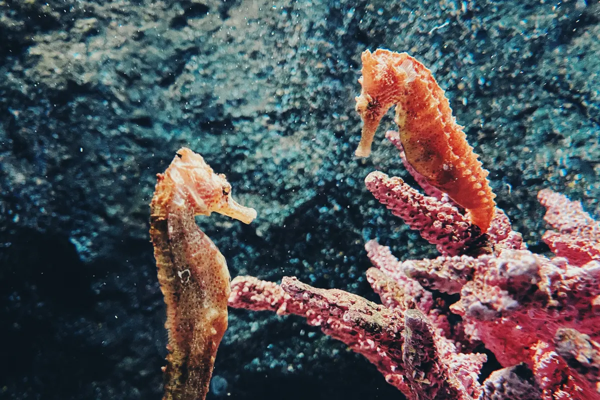 Ilustrasi kuda laut
