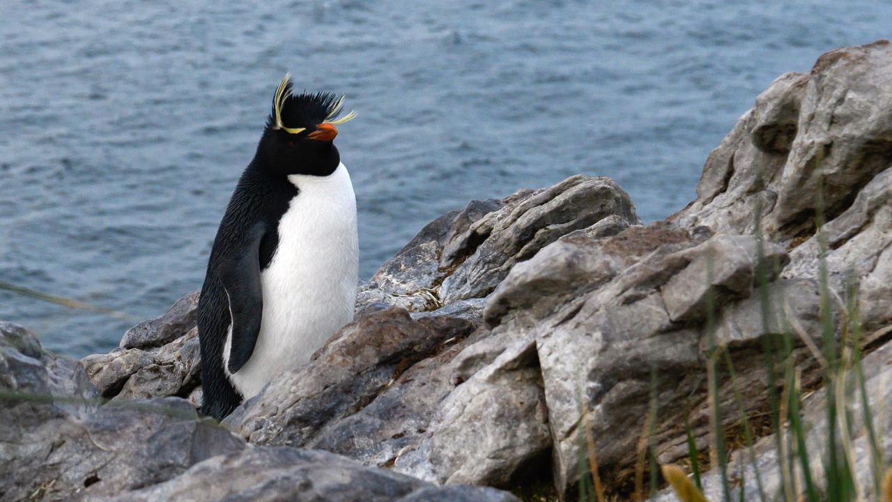 Melihat Aneka Jenis Penguin di Kepulauan Falkland