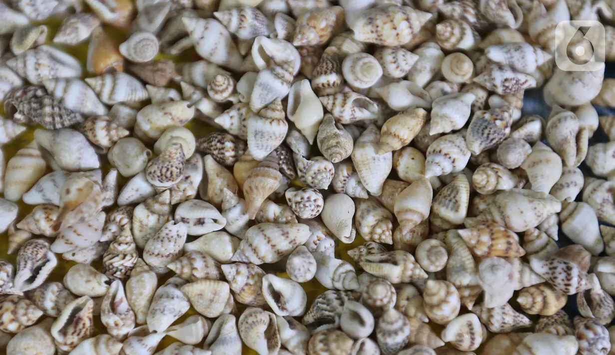 Limbah kerang yang akan dibuat menjadi kerajinan di Kawasan Ancol Jakarta, Kamis (14/11/2019). Limbah cangkang kerang itu dimanfaatkan Sugiro (39) untuk dibuat menjadi berbagai kerajinan dengan harga jual mulai Rp 20ribu hingga jutaan tergantung tingkat kesulitan. (Liputan6.com/Herman Zakharia)