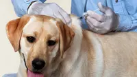 Anjing Sakit Kronis, Pemilik Rentan Cemas dan Depresi