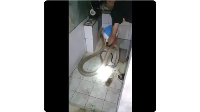 Ngeri, Aksi Nekat Pria Mandikan Ular Kobra Besar di Toilet Ini Bikin Was-Was