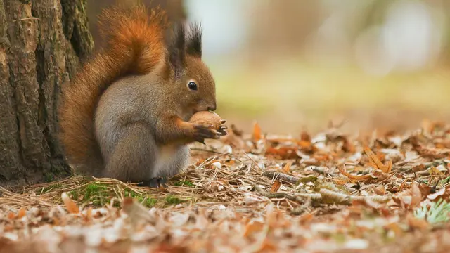 Squirell