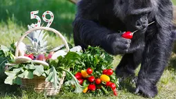 Gorila Fatou mengambil buah yang dihadiahkan untuknya saat merayakan ulang tahun ke-59 di Kebun Binatang Berlin, Jerman (13/4). Gorila wanita asal Afrika Barat tersebut menjadi gorila tertua di dunia.(Reuters/ Hannibal Hanschke)