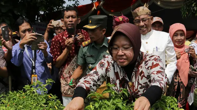 Program Urban Farmin Berbuah, Wali Kota Risma Panen Cabai