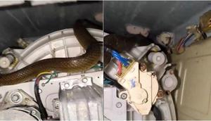 Viral ular tikus masuk mesin cuci di Mumbai. [Foto: X/@mid_day]