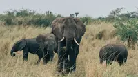 Taman Nasional Ratu Elizabeth, Uganda. (dok. unsplash/randominstitute)