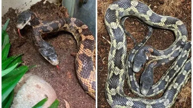 Jarang Ditemukan, Penampakkan Ular Berkepala Dua Ini Bikin Heboh Netizen