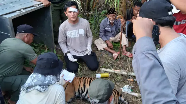 Petugas BKSDA Aceh mengamankan seekor harimau sumatra sebelum dilepasliarkan kembali (Liputan6.com/Ist)