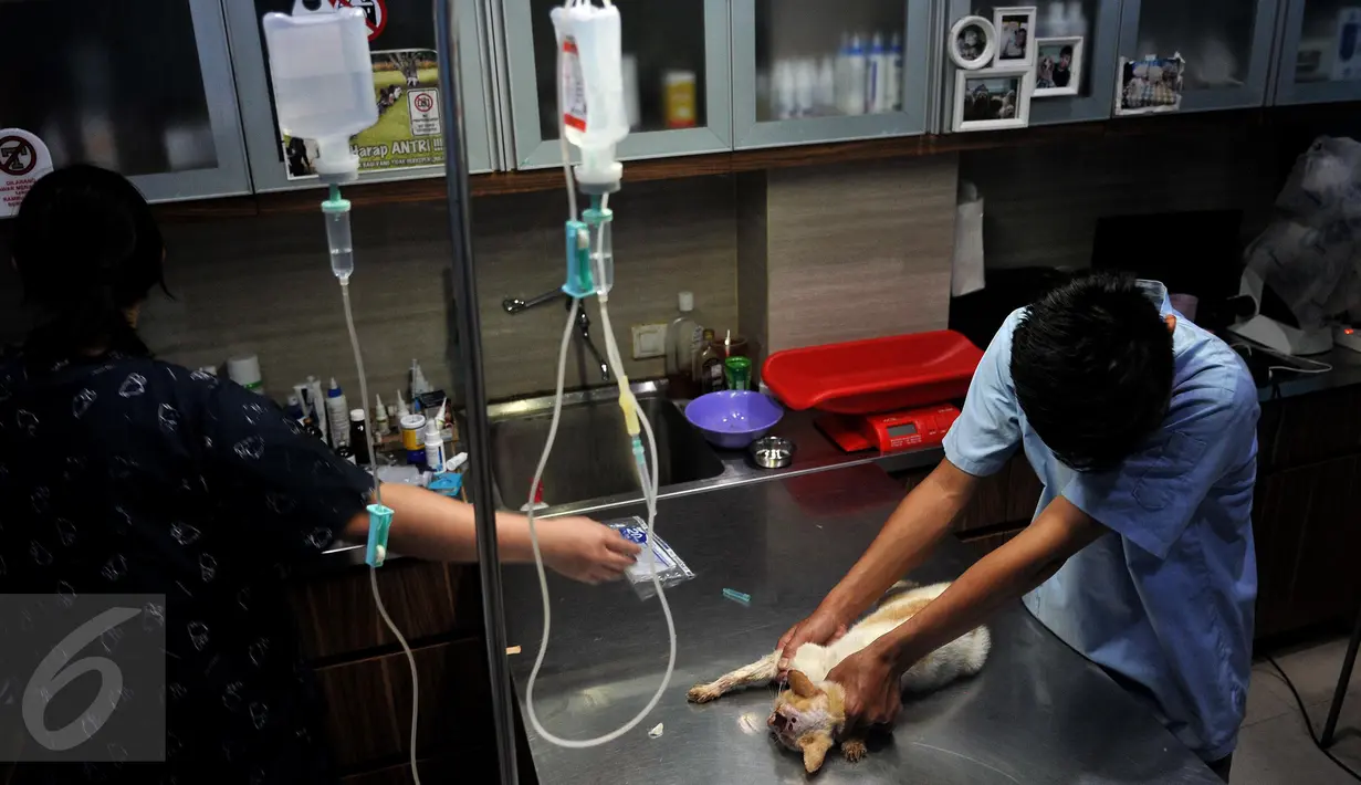 Setiap hari, para relawan Animal Defender secara bergantian mengurus hewan-hewan yang telah diselamatkan. Mulai dari memberi makan, memandikan hingga membawa ke dokter jika ada ada anjing ataupun kucing yang sakit. (Liputan6.com/Johan Tallo)