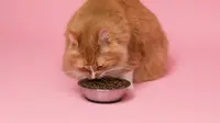 Plus Minus Dry Food untuk Kucing Menurut Dokter Hewan