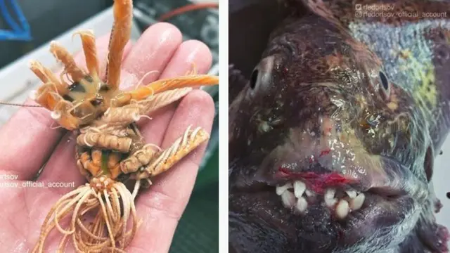 Nelayan Ini Bagikan Potret Makhluk Mengerikan Laut Dalam, Ada Kepiting Bergigi Manusia