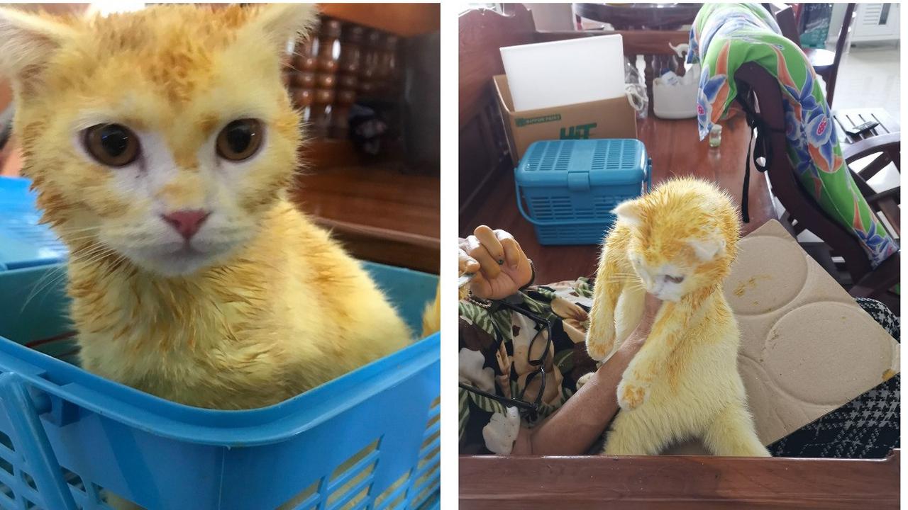 Wanita Thailand Ini Ubah Warna Kucingnya Jadi Kuning