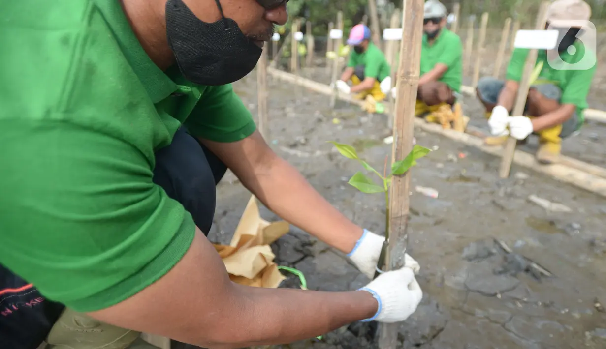 Pekerja melakukan penanam bibit Mangrove jenis Rhizopora Mucronata di Kawasan PT Karya Citra Nusantara  (KCN) Marunda, Cilincing Jakarta Jumat (3/6/2022). Sepanjang 1100 meter tahap dua untuk menanam mangrove di kawasan tersebut, sebagai komitmen kepedulian terhadap lingkungan laut terutama pesisir Utara Jakarta. (merdeka.com/Imam Buhori)
