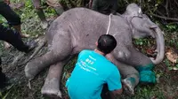 Petugas medis BBKSDA Riau merawat anak gajah terjerat yang kakinya hampir putus di Kabupaten Pelalawan. (Liputan6.com/Dok BBKSDA Riau)