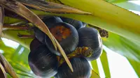 Manfaat Buah Lontar untuk Ibu Hamil: Sumber Energi dan Nutrisi Alami