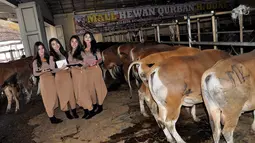 Mall Hewan Qurban milik Haji Doni ini menggunakan SPG cantik untuk menarik minat pembeli, Depok, (17/9/14). (Liputan6.com/Miftahul Hayat)